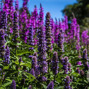 Agastache 'Fleur' GM P9 BIO
