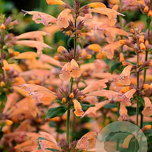 Agastache 'Mango Tango' GM P9 BIO