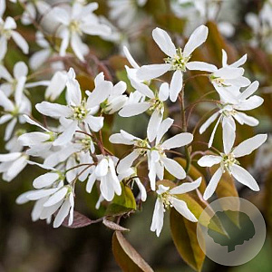 Amelanchier aln. 'Smoky' 60-80 cm P15