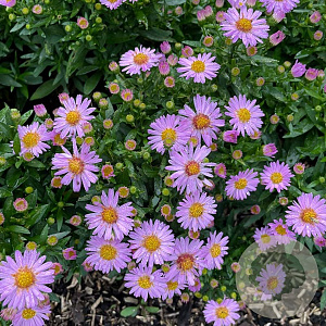 Aster (D) 'Anneke' GM P9 BIO