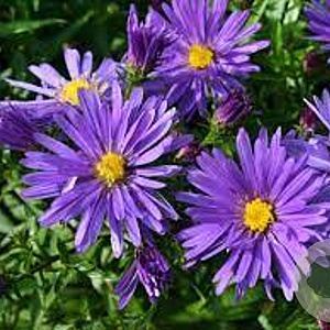 Aster (D) 'Blaue Lagune' GM P9 BIO