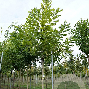 Carya illinoinensis 'Peruque' 100-125 cm 10L