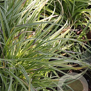 Carex 'Silver Sceptre' GM P9 BIO