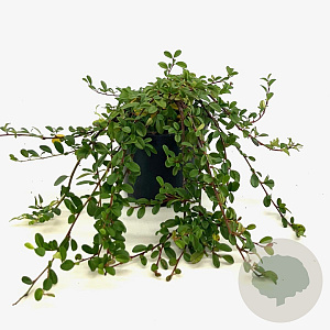 Cotoneaster dammeri 25-30 cm 2,0L