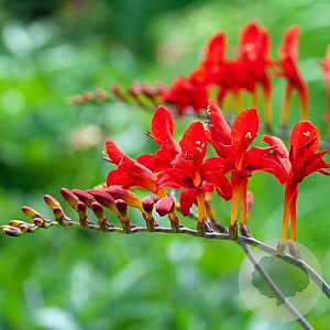 Crocosmia 'Lucifer' GM P9 BIO