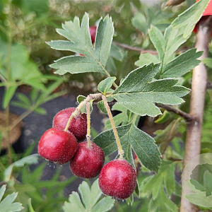 Crataegus schraderiana 60-100 cm 3,0L