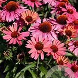 Echinacea 'Meditation Pink' GM P9 BIO