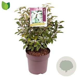 Elaeagnus ebbingei 50-60 cm 10L