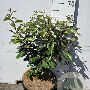 Elaeagnus ebbingei 50-60 cm 10L