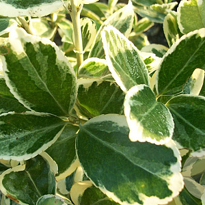 Euonymus fort. 'Silver Queen' 30-35 cm 5,0L