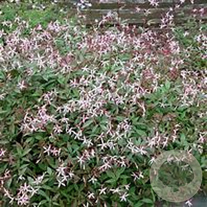 Gillenia trifoliata GM P9 BIO