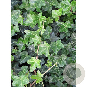 Hedera hel. 'Normandy Carpet' 150-175 cm vierkant rond 5,5L