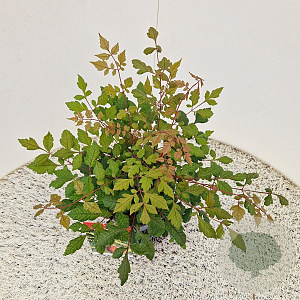 Koelreuteria paniculata 40-50 cm 2,5L