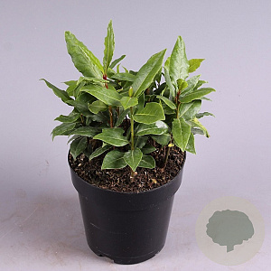 Laurus nobilis GM C3