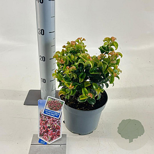 Leucothoe axillaris 'Curly Red' 20-25 cm 2,0L