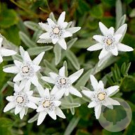 Leontopodium alpinum GM P9 BIO