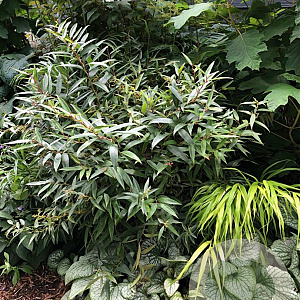Leucothoe axillaris 'Rejoyce' 20-25 cm 2,0L