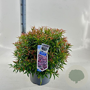 Leucothoe keiskei Burning Love 40-50 cm 15L