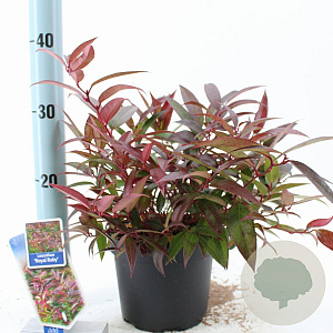 Leucothoe keiskei 'Royal Ruby' 25-30 cm 2,0L