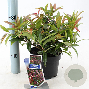 Leucothoe keiskei 'Royal Ruby' 25-30 cm 2,0L
