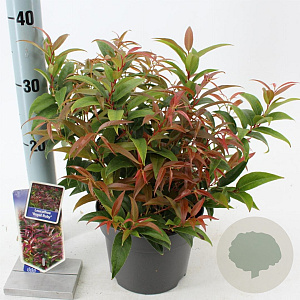 Leucothoe keiskei 'Royal Ruby' 25-30 cm 2,0L