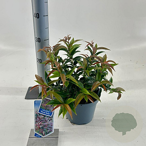 Leucothoe keiskei 'Royal Ruby' 25-30 cm 2,0L