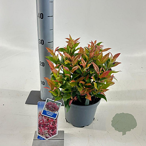 Leucothoe 'Zeblid' 25-30 cm 2,0L