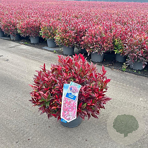 Leucothoe 'Zeblid' 35-40 cm 5,0L