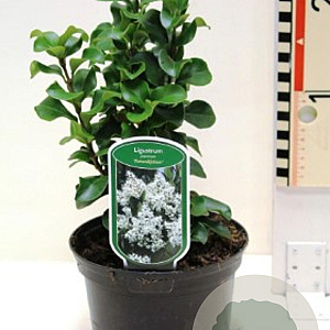 Ligustrum j. 'Rotundifolium' 30-35 cm 2,0L