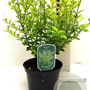 Ligustrum oval. 'Aureum' 35-40 cm 2,0L