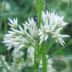 Luzula nivea GM P9 BIO