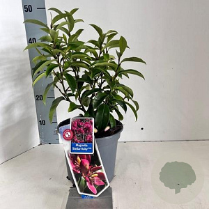 Magnolia figo 'Stellar Ruby' 40-50 cm 5,0L