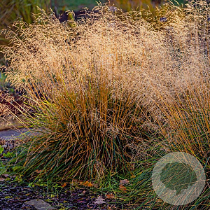 Molinia caerulea 'Moorflamme' GM P9 BIO