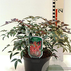 Nandina d. Flirt 20-25 cm 2,0L