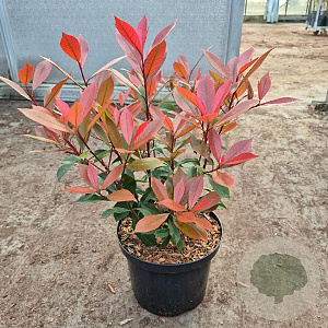Photinia fraseri Carré Rouge 40-50 cm 5,0L