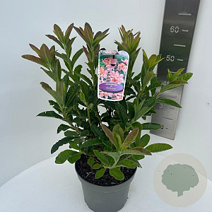Rhododendron (AK) 'Berryrose' 40-50 cm 5,0L