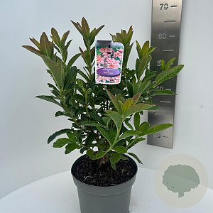 Rhododendron (AK) 'Berryrose' 40-50 cm 5,0L
