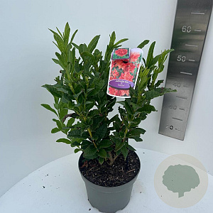 Rhododendron (AK) 'Satan' 40-50 cm 5,0L