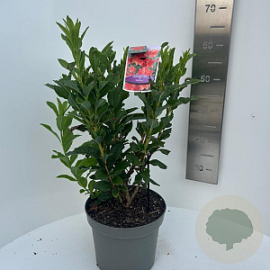 Rhododendron (AK) 'Satan' 40-50 cm 5,0L