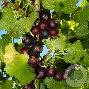 Ribes 'Josta' GM 1.5