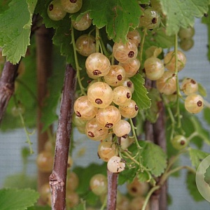 Ribes rub. 'Werdavia' GM 1.5