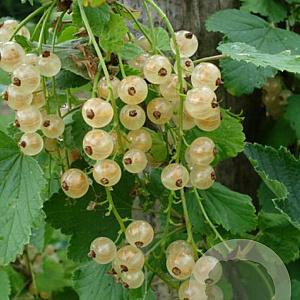 Ribes rub. 'Witte Parel' 50-60 cm 2,0L