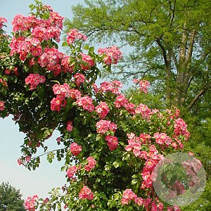 Rosa (K) 'American Pillar' 150-175 cm vierkant rond 5,5L