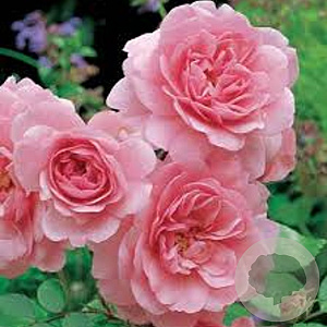 Rosa (K) Climbing Bonica 150-175 cm vierkant rond 5,5L