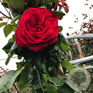 Rosa (K) Santana 150-175 cm vierkant rond 5,5L