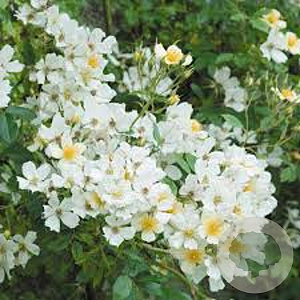 Rosa (K) 'Wedding Day' 150-175 cm vierkant rond 5,5L