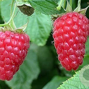 Rubus 'Buckingham Tayberry' GM 1.5