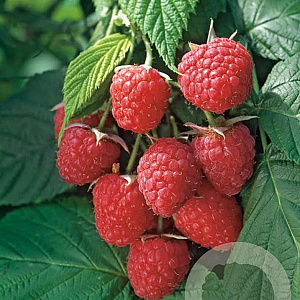 Rubus idaeus 'Autumn Bliss' 50-60 cm C1.5