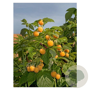Rubus idaeus 'Golden Everest' 50-60 cm 3,0L