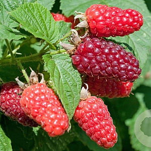 Rubus idaeus 'Héritage' 50-60 cm C1.5